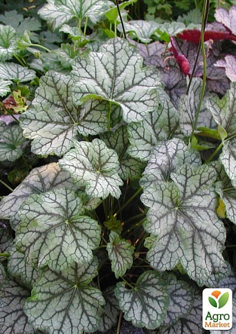 Гейхера (Heuchera) "Venus" 