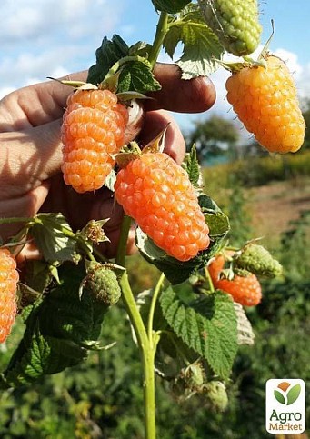 Малина "Оранжевое чудо" Эксклюзив! - фото 2