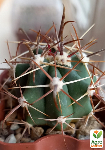 Кактус "Ферокактус" (Ferocactus emoryi) (Нидерланды)