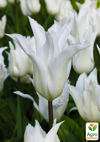 Тюльпан "White Triumphator" (лілієцвітний)