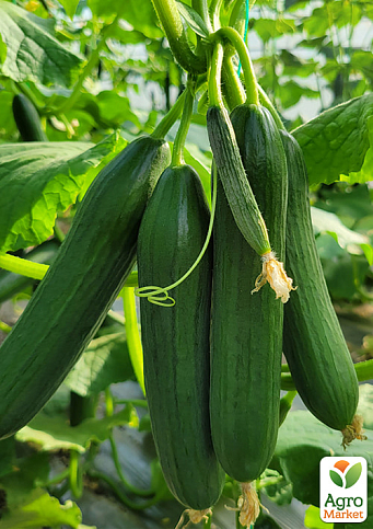 Огурец "Бет Альфа" (Зипер) ТМ "Весна" 2г