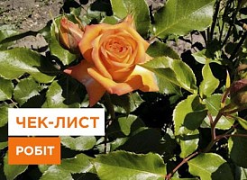 Садово-городні роботи в червні - корисні статті про садівництво від Agro-Market