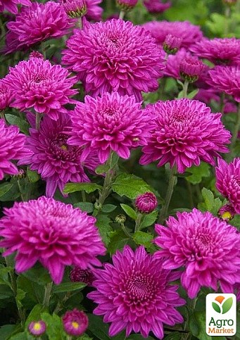 Хризантема "Milwaukee Violet" (низькоросла среднецветковая)