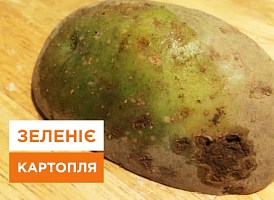 Чому зеленіє картопля - корисні статті про садівництво від Agro-Market