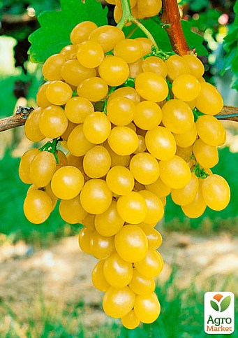 Виноград "Ярило" (ранній, винний сорт)