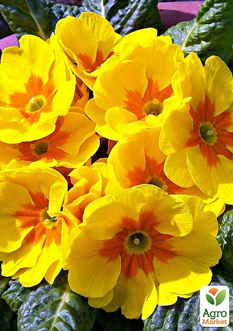 Примула первоцвет "Yellow Primrose" 