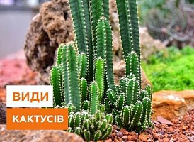 Як визначити вид кактусу - корисні статті про садівництво від Agro-Market