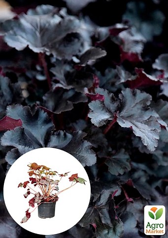 Гейхера (Heuchera) "Black Taffeta" С1 (висота 15-30см)