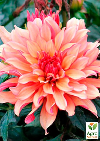 Жоржина "Gallery Art Deco" 1шт в упаковці - фото 2