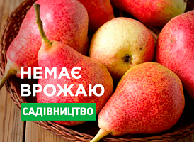 Чому не плодоносить груша - корисні статті про садівництво від Agro-Market