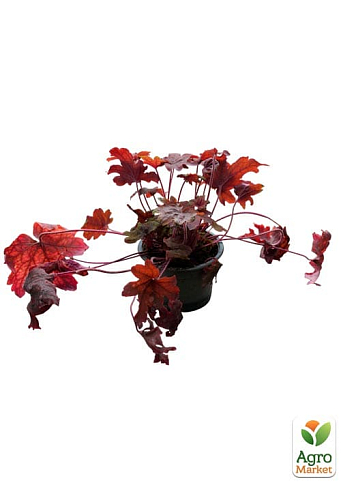 Гейхерелла (Heucherella) "Sweet Tea" С1 (высота 15-30см) - фото 3