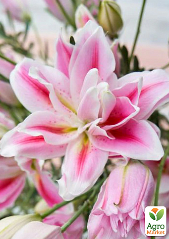 Лілія Розоподібна "Roselily Isabella"