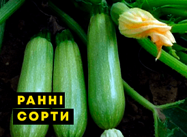 Ранні сорти кабачків - корисні статті про садівництво від Agro-Market