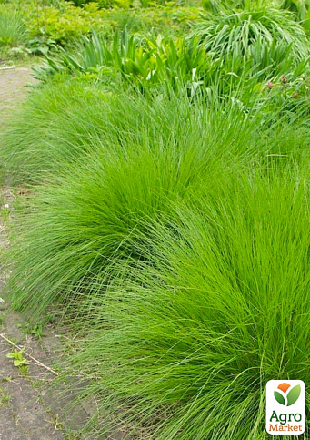 Дешампсия "Tardiflora" вазон С2, высота 20-40см