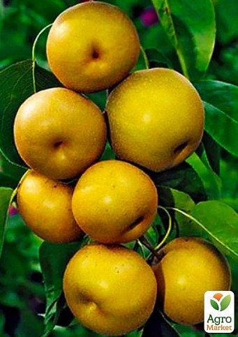 Азійська груша "Секуї" Ексклюзив