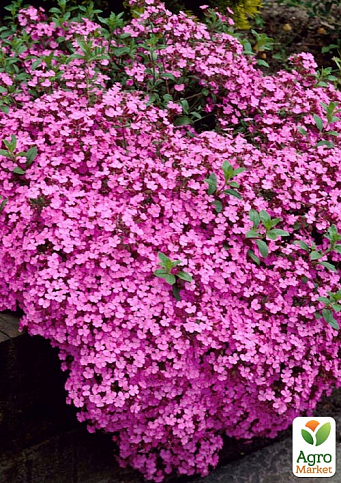 Мильнянка Сапонарія "Rose" (квітучий килим у вашому саду)