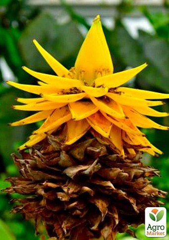 Золотой банановый лотос (Musella `Lasiocarpa`)