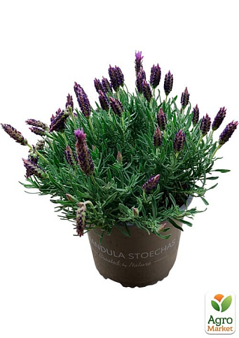 LMTD Лаванда Стэхадская 2-х летняя "Stoechas" (20-30см) - фото 2