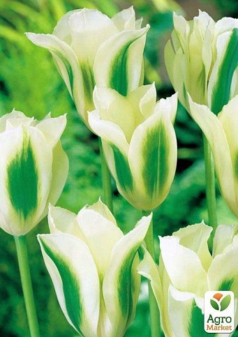 Тюльпан "White Spring Green" (размер 11/12 , крупный) 3шт в упаковке