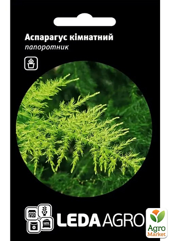 Аспарагус кімнатний ТМ "Leda Agro" 5шт