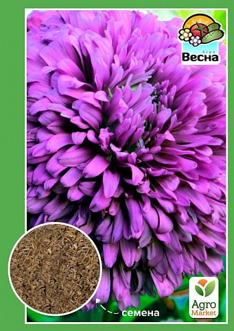 Астра "Виктория" ТМ "Весна" 0.2г