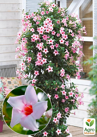 Дипладенія (Mandevilla) "Classic Cream Pink" (квітуча ліана) 