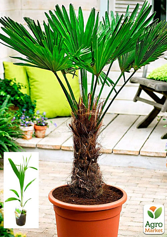 Трахикарпус (Trachycarpus Fortunei) высота 60-80см