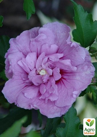 Гибискус древовидный махровый "Лавандовый шифон" (Lavender Chiffon)