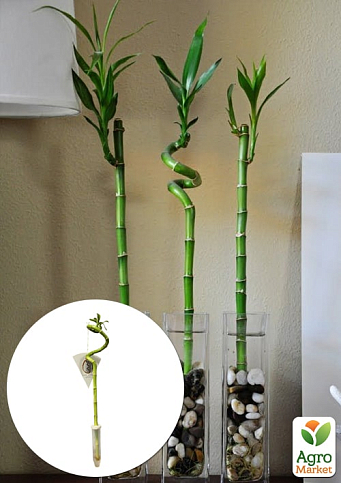 Бамбук комнатный "Lucky Bamboo" (Dracaena Sanderiana)