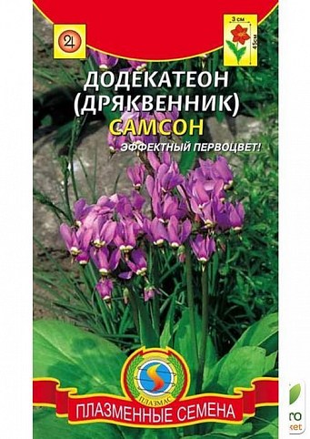 Додекатіон (дряквеннік) "Самсон" ТМ "Плазмові насіння" 5шт