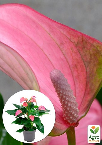 Антуриум (Anthurium) "Joli Pink"