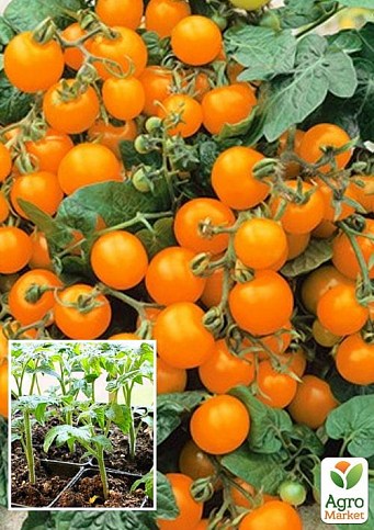 Томат кімнатний черрі "Venus Orange" (їстівний, детермінантний)