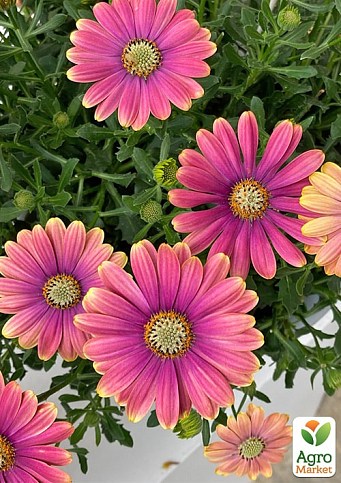 Остеоспермум "Pink Sun" - фото 2