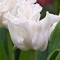Тюльпан "White Liberstar" (размер 10/11 , крупный) 3шт в упаковке