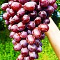 Виноград "Шоколадный" (средний срок созревания, самоопыляемый)