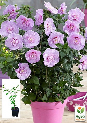 Гибискус сирийский "Lavender Chiffon" С2, высота 20-40 см