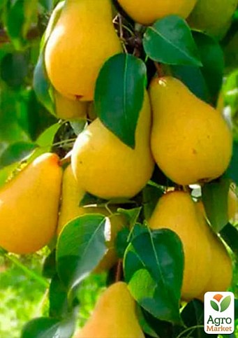 Груша колоновидная "Изабелла" (средний срок созревания, высокие вкусовые качества) - фото 2