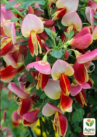 Ракитник Cytisus Coronary "Maria Burkwood"