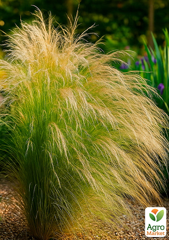 Ковыль пушистый "Angel Hear" вазон С2