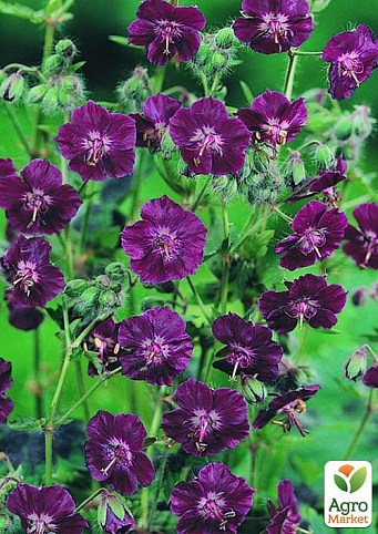 Герань (Geranium) багаторічна phaeum "Samobor"