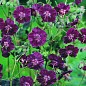Герань ( Geranium ) многолетняя phaeum "Samobor"