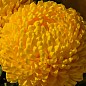 Хризантема зрізочна "Creamist Yellow"