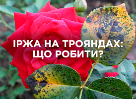 Як позбутися іржі на трояндах | Agro-market