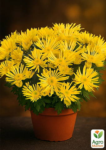 Хризантема Садовая "Hermosa Yellow" (горшок ф12 высота 20-30см)