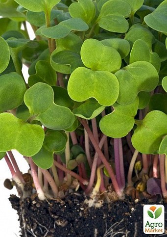 Мікрозелень "Редис" (у банці) ТМ "Твоя Зелена Весна" 20г - фото 4