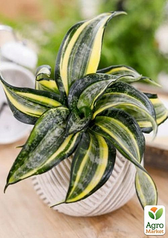 LMTD Сансевиерия "Curly Spiral Star" высота растения 15-25см