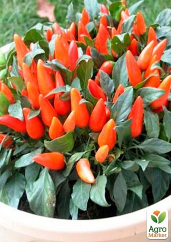 Перець кімнатний "Oraneta" солодкий (їстівний, декоративний)