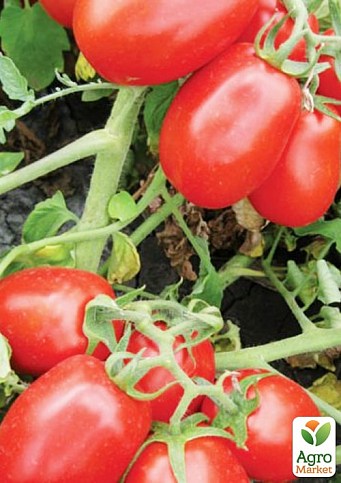 Томат детерминантный "1311 F1" ТМ "Lark Seeds" 5000шт