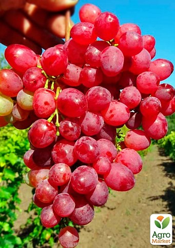 Виноград вегетирующий кишмиш "Казантип"  - фото 3
