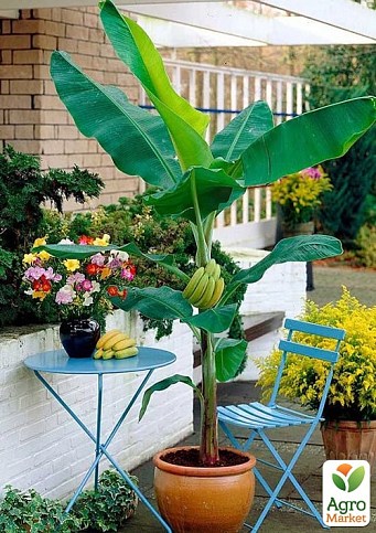 LMTD Банан Карликовый "Dwarf Cavendish" (высота 50-70см) - фото 3